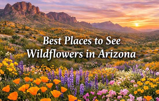 Best Places to See Wildflowers in Arizona for Nature Lovers